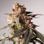 Slurricane Cookies Limited Edition from Dutch Passion