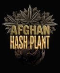 Afghan Hashplant Auto strain from Barney's Farm