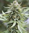 Lemongrass Auto Feminised Seeds-HUMB-LEMO-AUTO-FEM