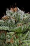 Blueberry Muffin Feminized Seeds-HUMB-BBM-F