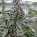 Super Boof clone from Endless Biotech