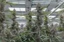 Super Boof clone from Endless Biotech