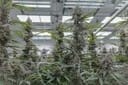 Super Boof clone from Endless Biotech