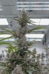 Super Boof clone from Endless Biotech