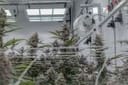 Super Boof clone from Endless Biotech