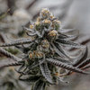 Sunset Spice clone from Endless Biotech