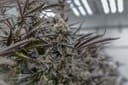 Sunset Spice clone from Endless Biotech