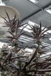 Sunset Spice clone from Endless Biotech
