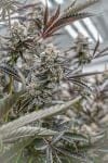 Sunset Spice clone from Endless Biotech