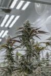 Plasma Fruit clone by Endless Biotech