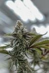 Plasma Fruit clone by Endless Biotech
