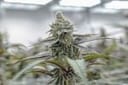 Plasma Fruit clone by Endless Biotech