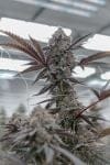 Killer Cupcake clone from Endless Biotech