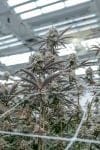 Hunters Moon clone from Endless Biotech