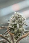 Hunters Moon clone from Endless Biotech