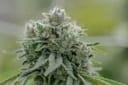 Gorilla Glue 4 clone from Endless Biotech