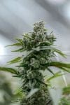 Gorilla Glue 4 clone from Endless Biotech