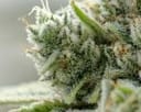 Gorilla Glue 4 clone from Endless Biotech