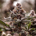 Black Cherry Gelato clone from Endless Biotech