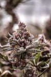 Black Cherry Gelato clone from Endless Biotech