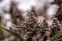 Black Cherry Gelato clone from Endless Biotech