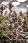 Black Cherry Gelato clone from Endless Biotech