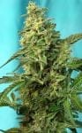 Green Poison F1 Fast Feminised Seeds-SS-GP-FAST-Fem