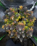 Ricky's Hash Plant seed pack