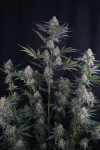Lemon Tree Auto strain from Fast Buds
