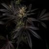 Black Mamba #42 by Doctor's Choice