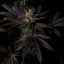 Black Mamba #42 by Doctor's Choice
