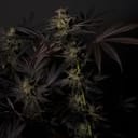Black Mamba #42 by Doctor's Choice