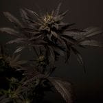 Black Mamba #42 by Doctor's Choice