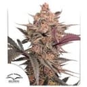 Blue Applez strain from Dutch Passion