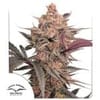 Blue Applez strain from Dutch Passion