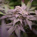 Blue Applez strain from Dutch Passion