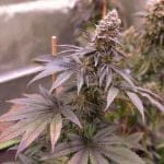 Blue Applez strain from Dutch Passion