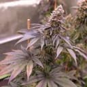 Blue Applez strain from Dutch Passion
