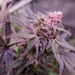 Blue Applez strain from Dutch Passion