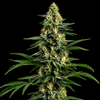 Northern Lights 99 collab strain Seedsman x Brothers Grimm