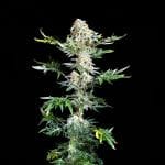 Freaky Ryder Auto Feminizowany Nasiona-SMAN-FRRY-AUTO-FEM