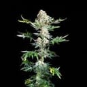 Freaky Ryder Auto Feminised Seeds-SMAN-FRRY-AUTO-FEM