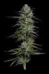 Redemption Indica Bob Marley and Humboldt Seed Co.