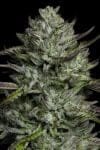 Redemption Indica Bob Marley and Humboldt Seed Co.