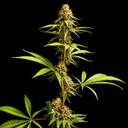Northern Lights 99 collab strain Seedsman x Brothers Grimm