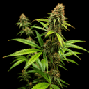 Northern Lights 99 collab strain Seedsman x Brothers Grimm