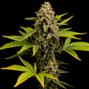 Northern Lights 99 collab strain Seedsman x Brothers Grimm