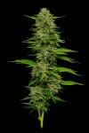 One Love Sativa Feminised Seeds-HUMB-ONLS-FEM