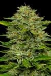 One Love Sativa Bob Marley Collection from Humboldt Seed Co