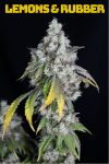 Lemons & Rubber Feminized Seeds-LIHE-LERU-FEM
